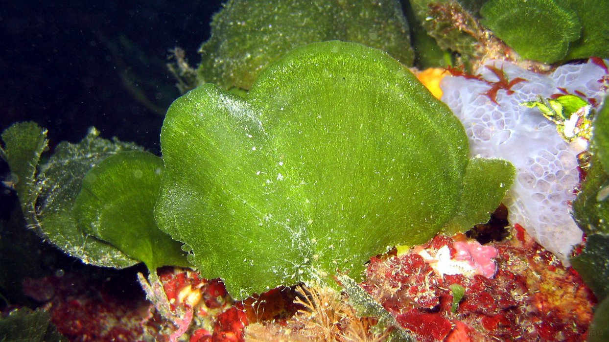 020 Udotée (Flabellia petiolata).JPG - Udotée (Flabellia petiolata)